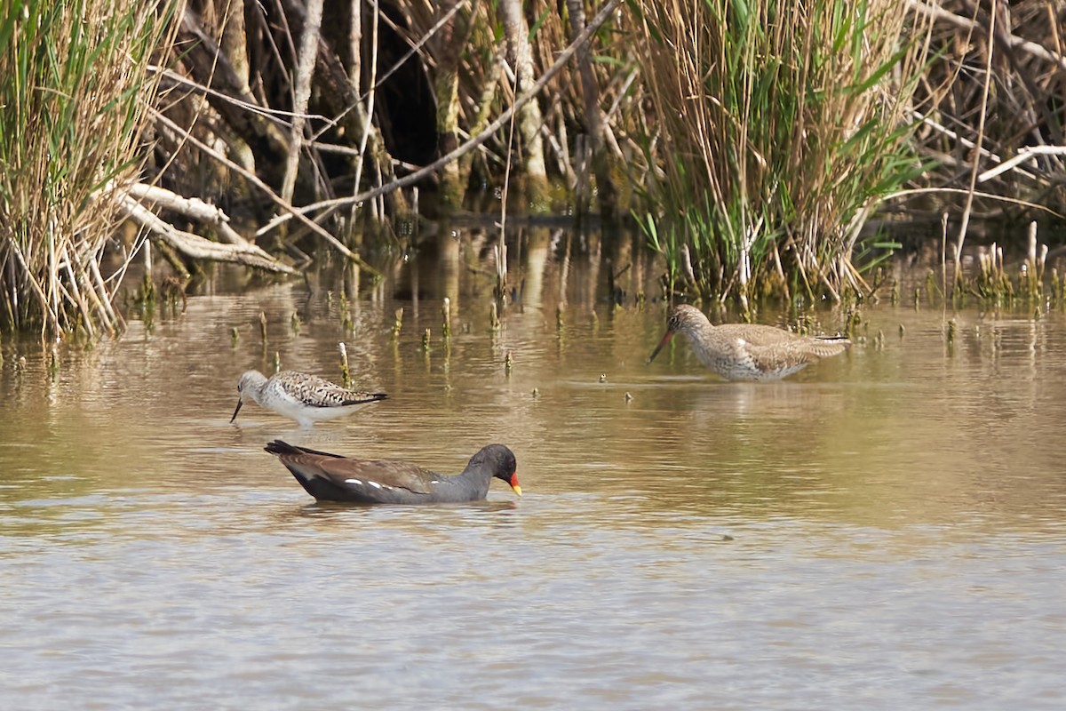 Marsh Sandpiper - Luis Manso