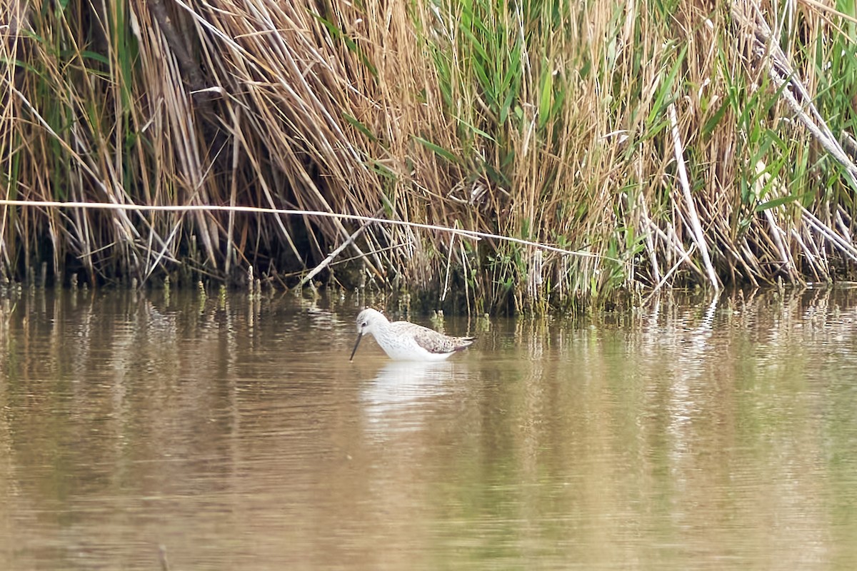 Marsh Sandpiper - Luis Manso