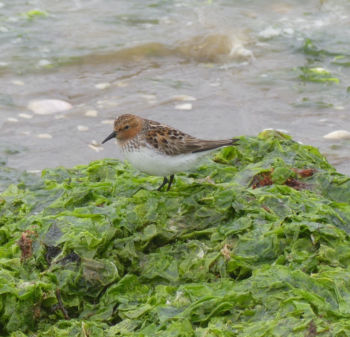 Red-necked Stint - Leslie Hurteau