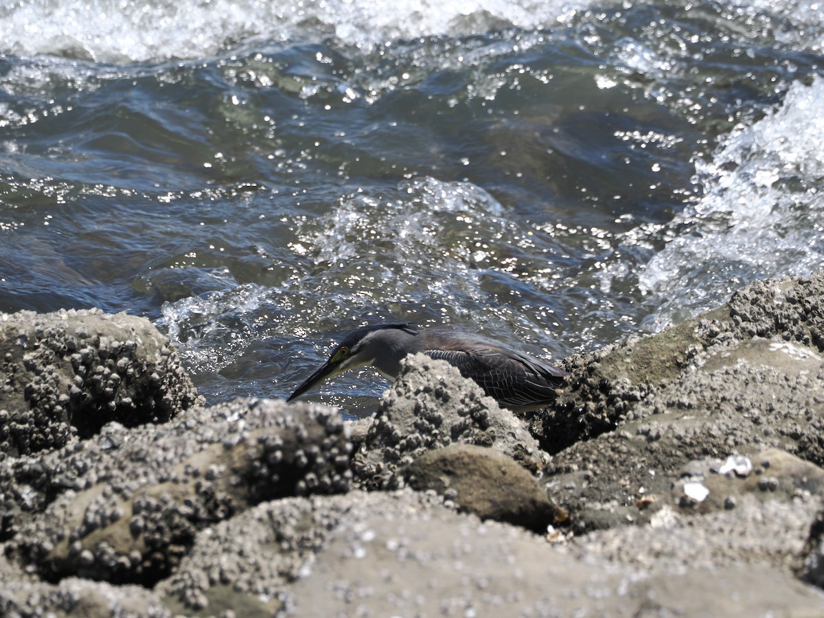 Striated Heron - Anonymous