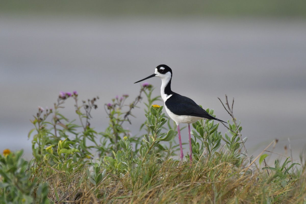 Black-necked Stilt - Harrison Calvin