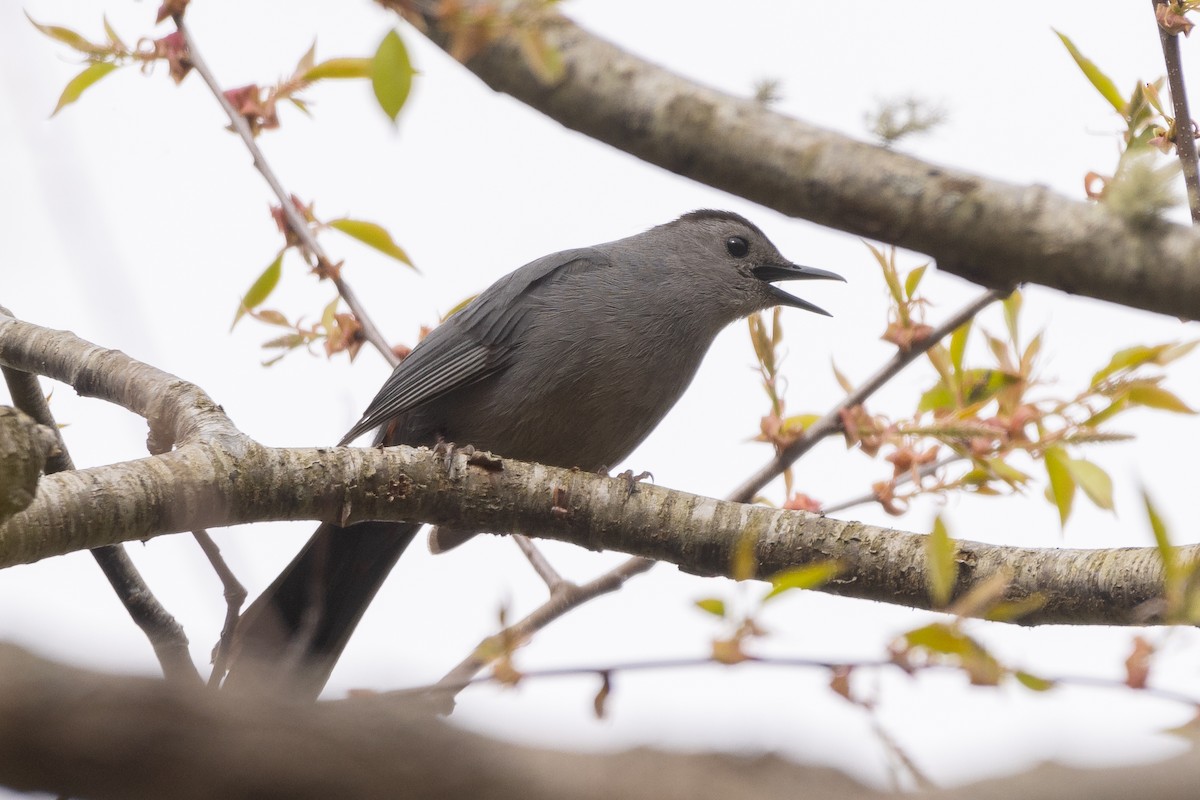 Gray Catbird - ML618882328