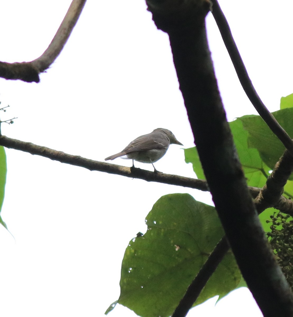 Rusty-tailed Flycatcher - Afsar Nayakkan