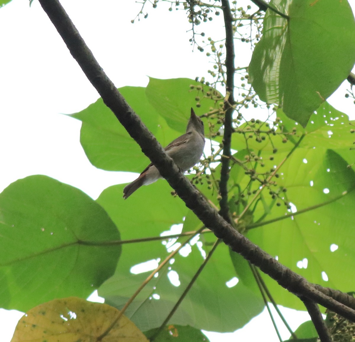 Rusty-tailed Flycatcher - Afsar Nayakkan