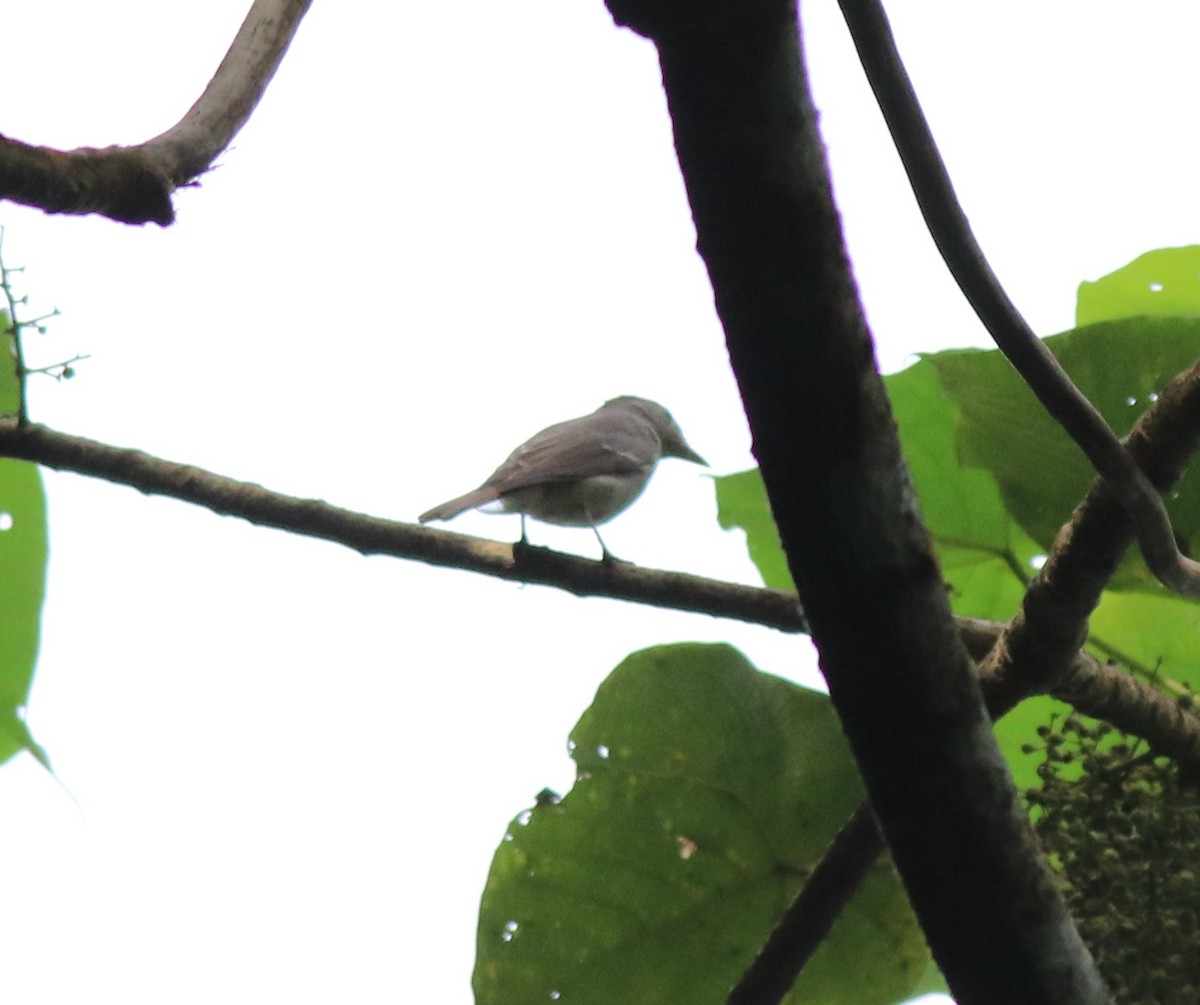 Rusty-tailed Flycatcher - Afsar Nayakkan