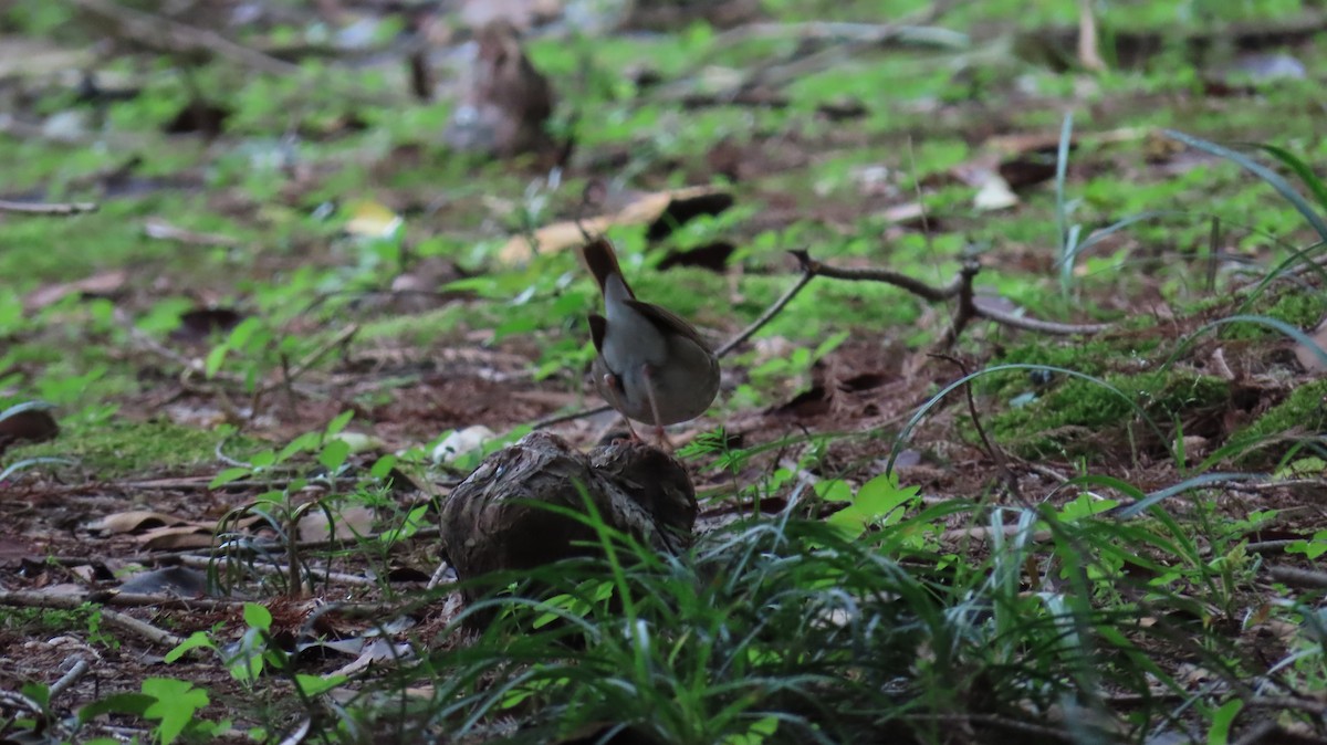 Rufous-tailed Robin - Mu-Ming Lin