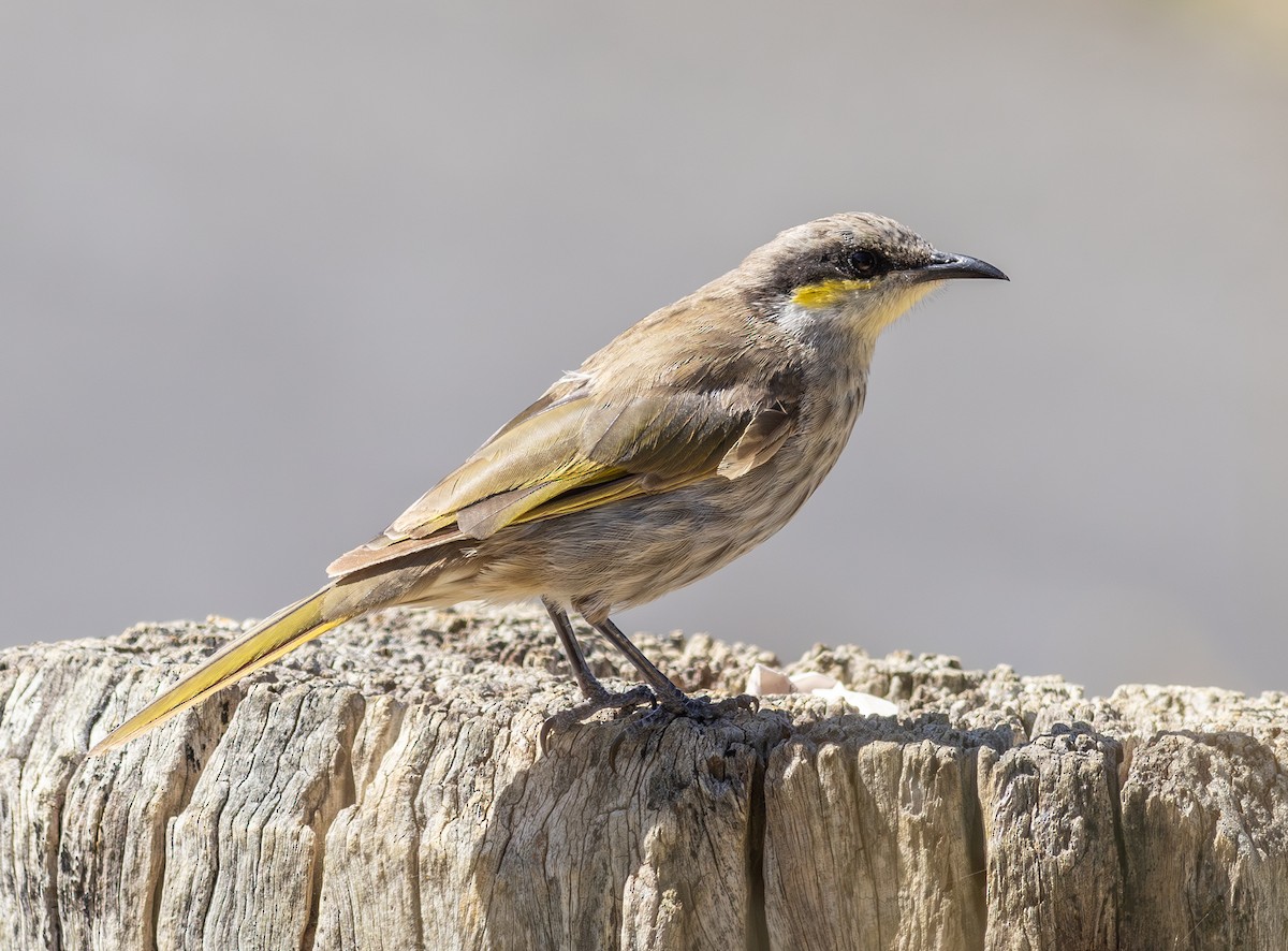 Singing Honeyeater - Pedro Nicolau