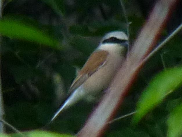 Red-backed Shrike - Crew Samurović