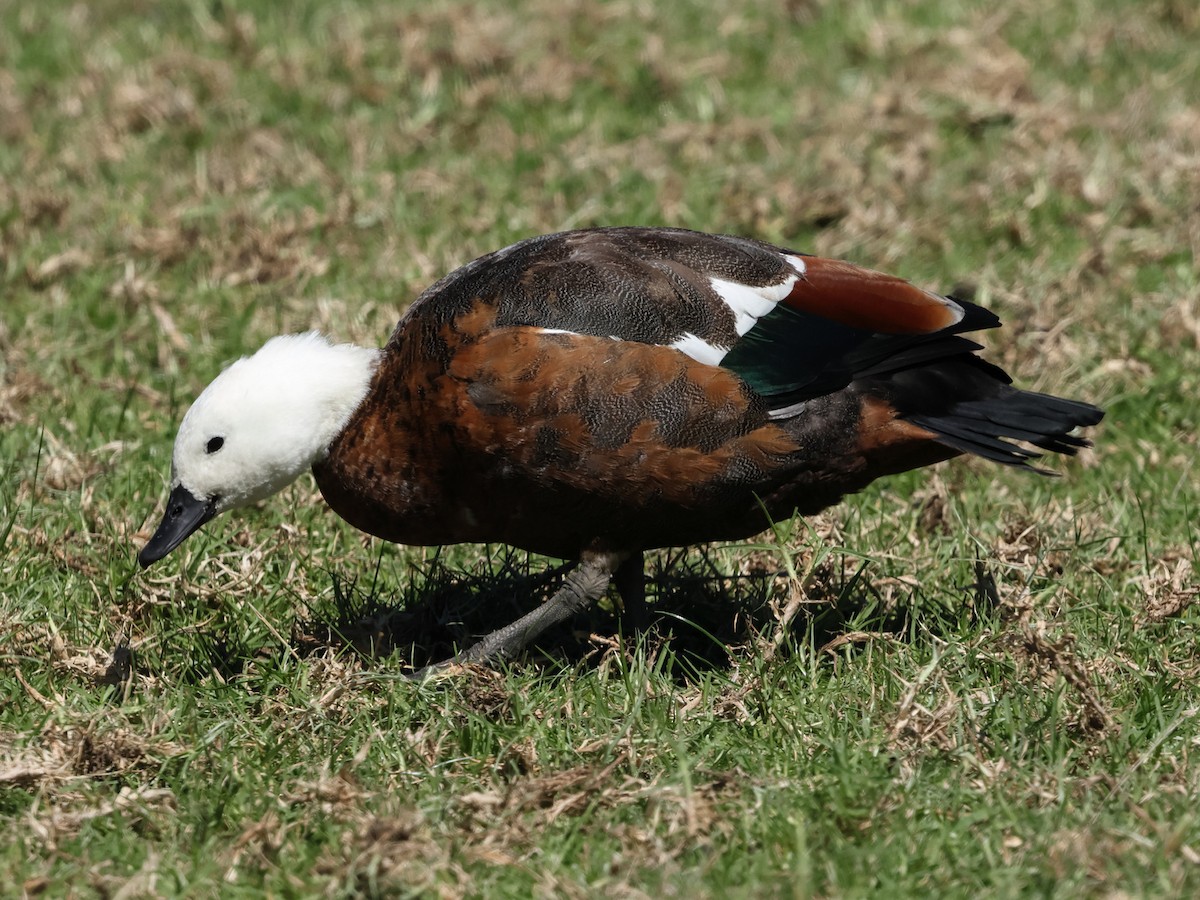 Paradise Shelduck - Mark Newsome