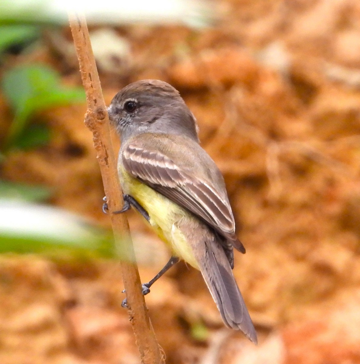 Yellow-crowned Tyrannulet - Wilmer Dallos