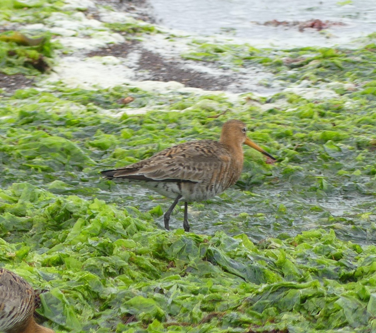 Black-tailed Godwit - Leslie Hurteau