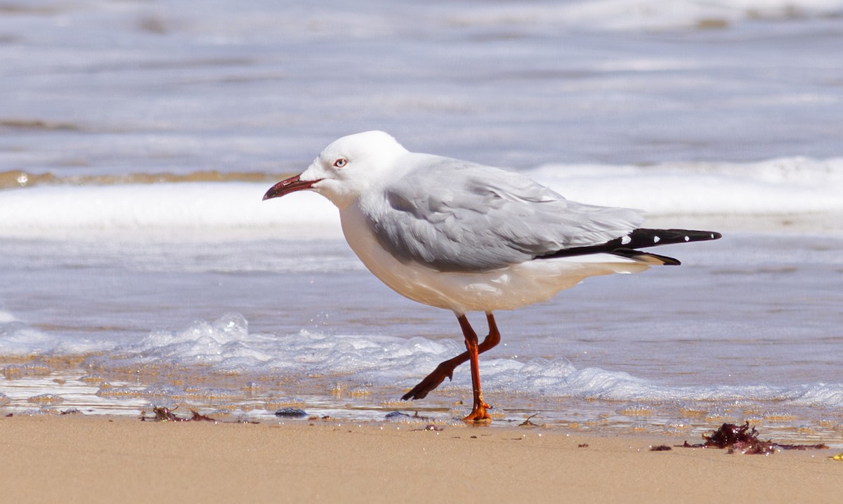 Silver Gull - Pedro Nicolau