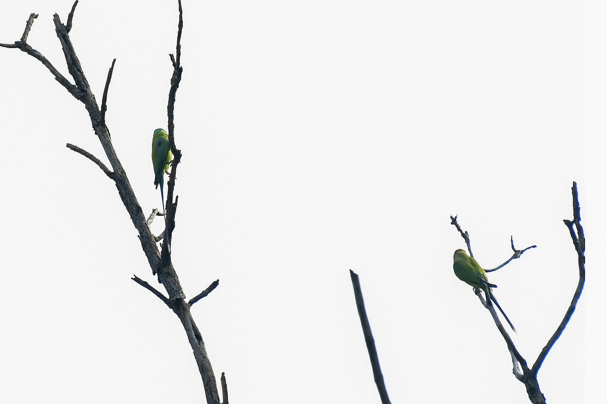 Plum-headed Parakeet - Sathish Ramamoorthy