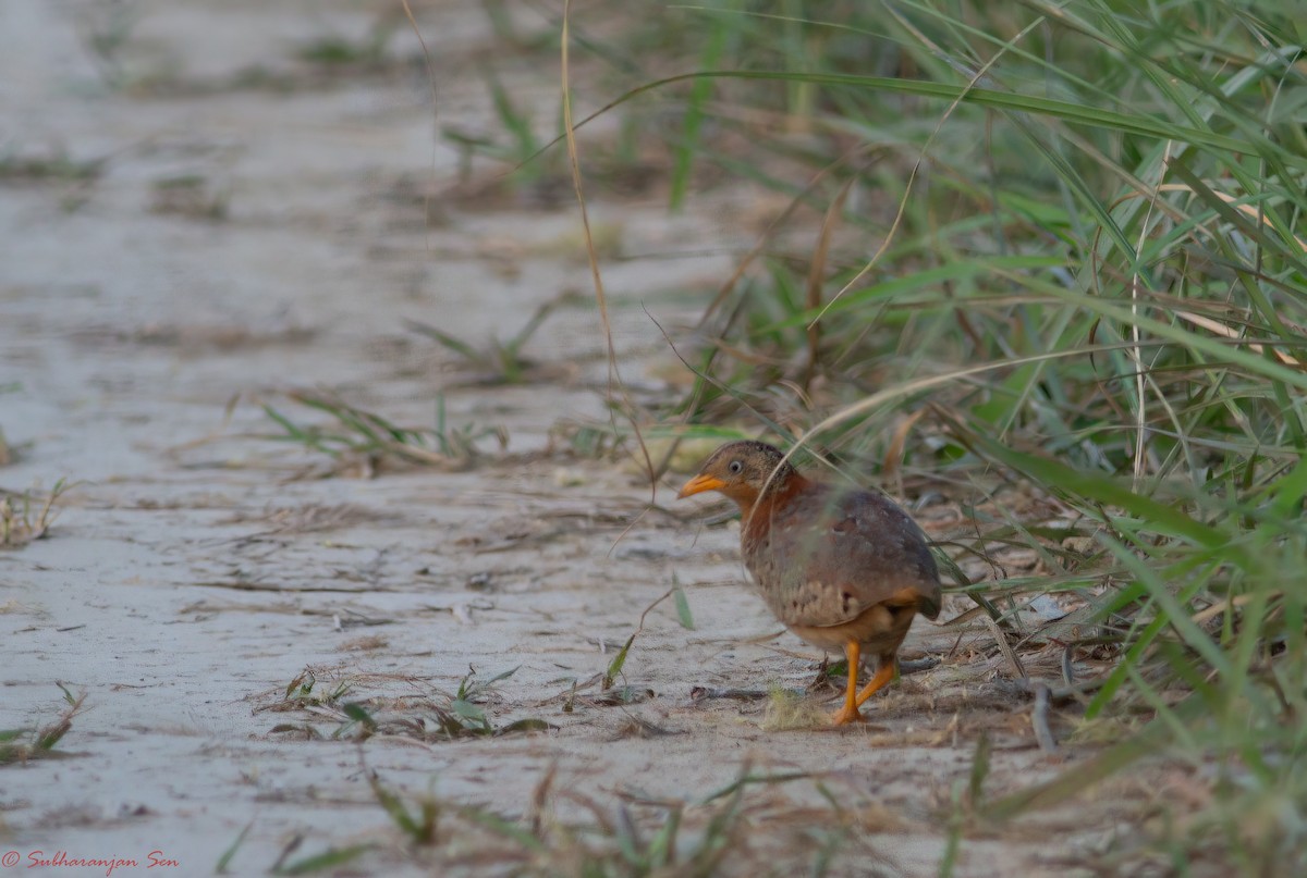 Yellow-legged Buttonquail - ML618882417