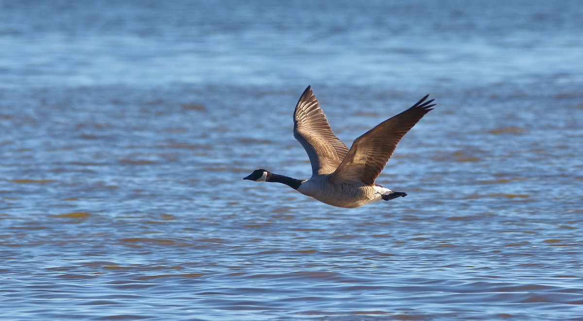 Canada Goose - Éric Lambert