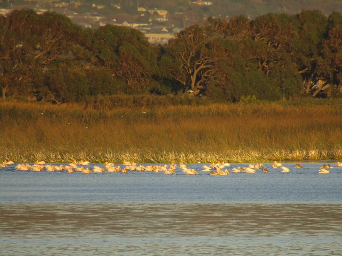 Great White Pelican - ML618882434