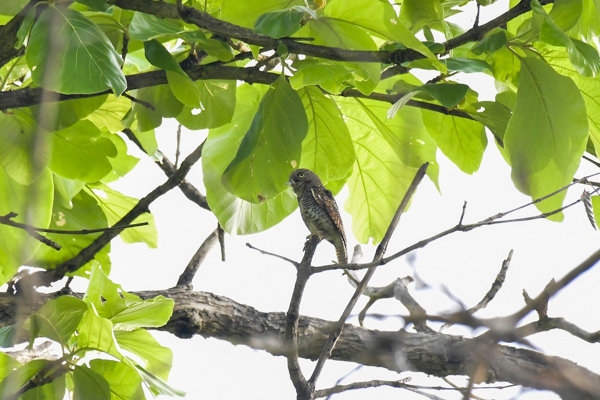 Jungle Owlet - Sathish Ramamoorthy