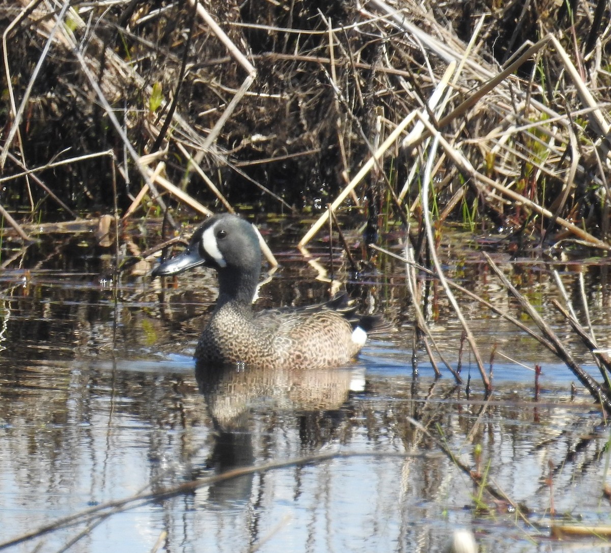 Blue-winged Teal - Finn Etter