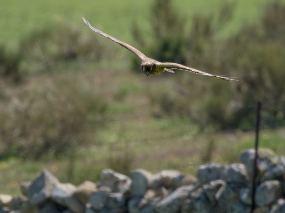 Montagu's Harrier - Juan Parra Caceres