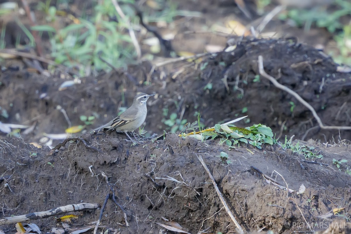 Buff-winged Cinclodes - Pio Marshall