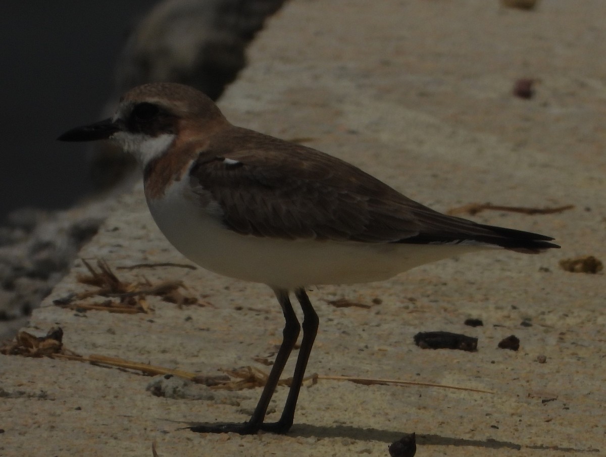 オオメダイチドリ - ML618882464