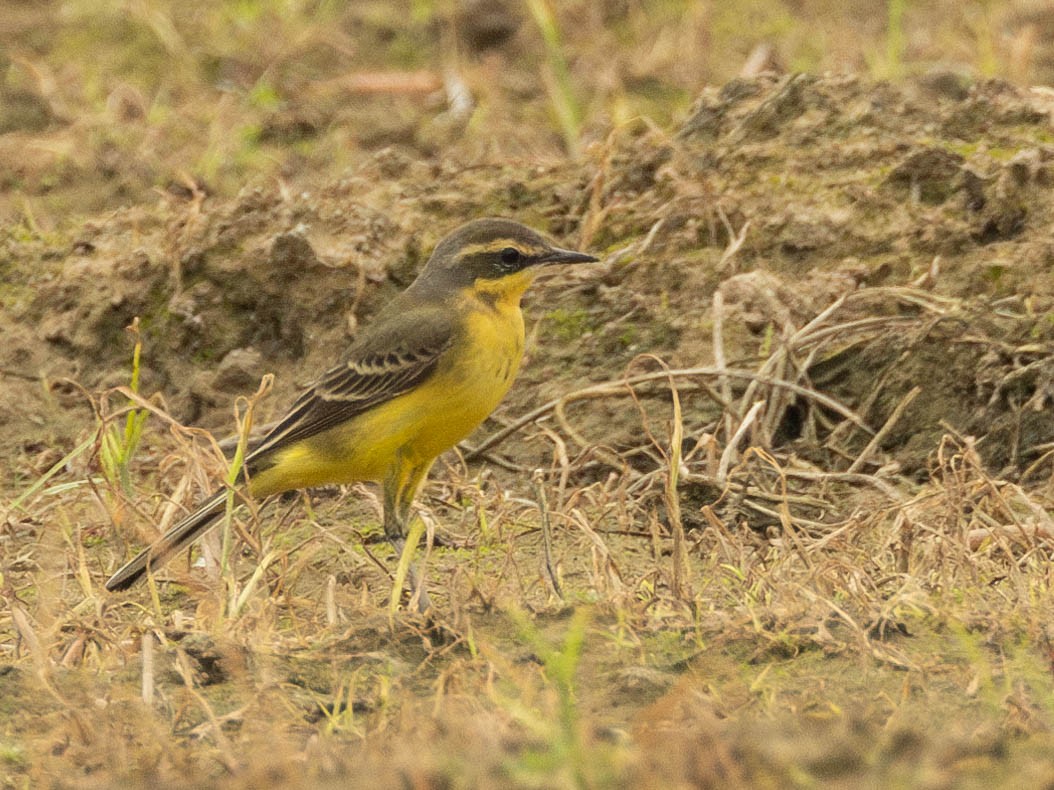 Eastern Yellow Wagtail - Garret Skead