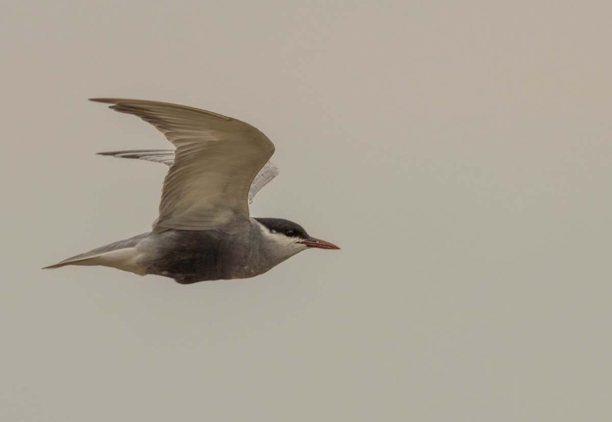 Whiskered Tern - Garret Skead