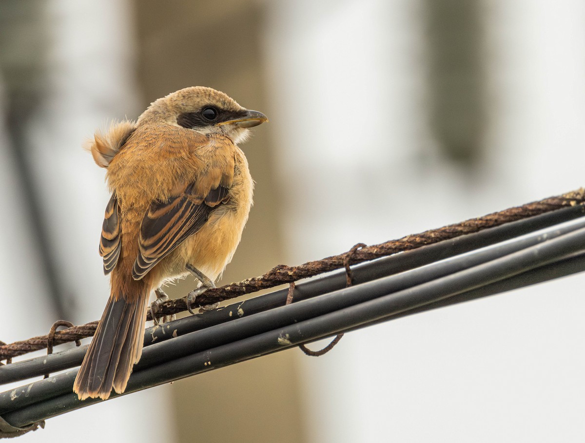 Long-tailed Shrike - Garret Skead