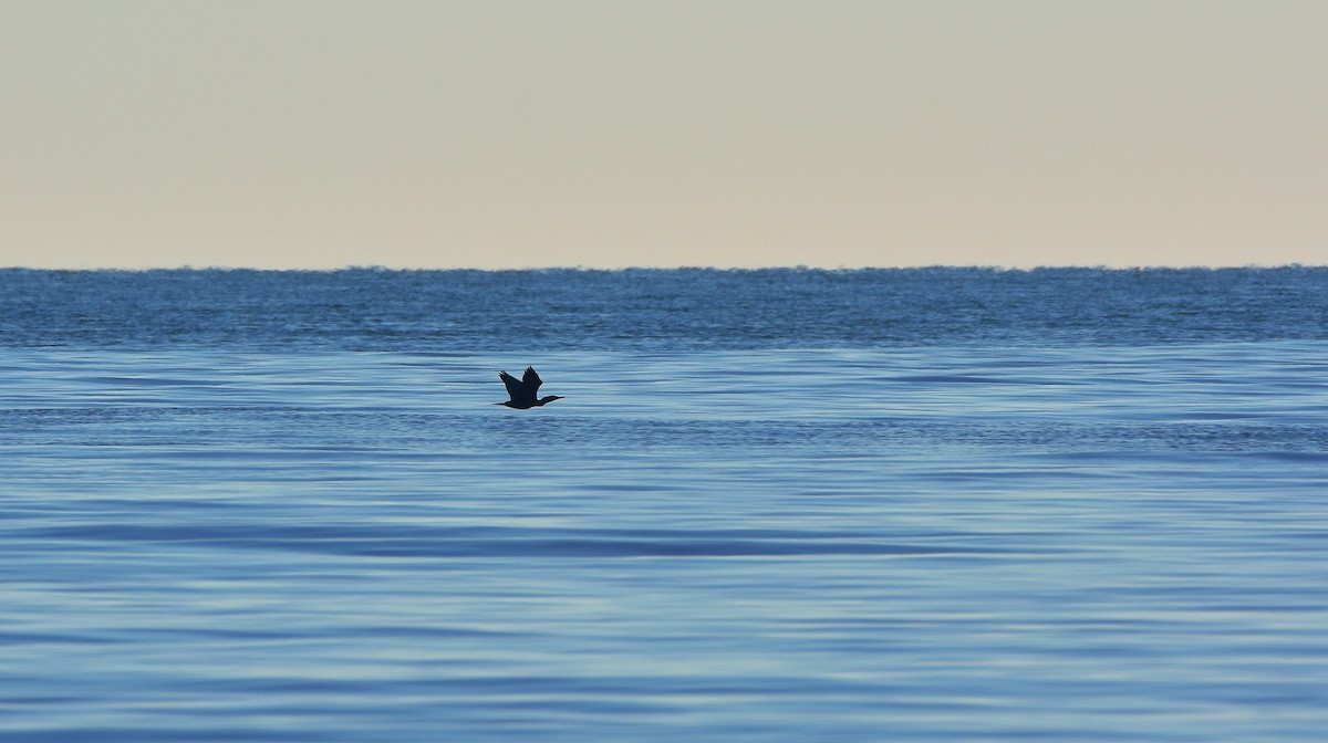 Double-crested Cormorant - Éric Lambert