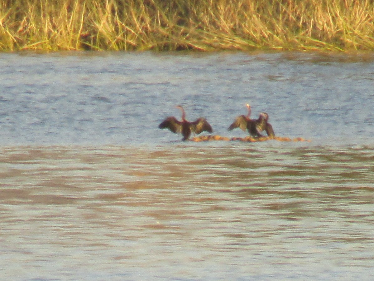 African Darter - Gareth Bain