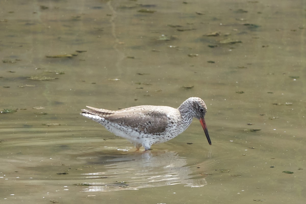 Common Redshank - Luis Manso