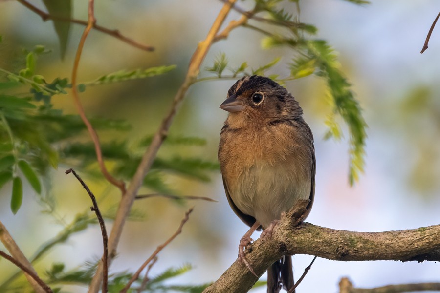 Grasshopper Sparrow - Greg Bodker