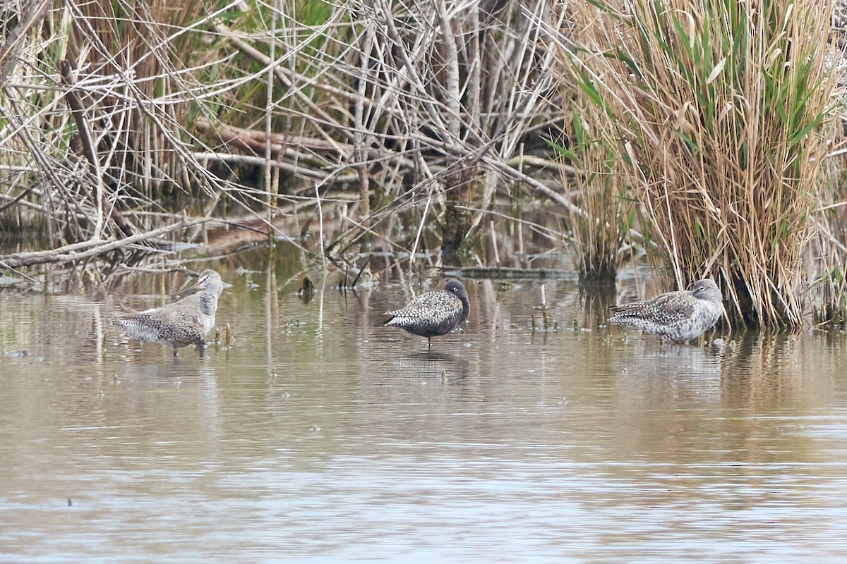 Spotted Redshank - ML618882514