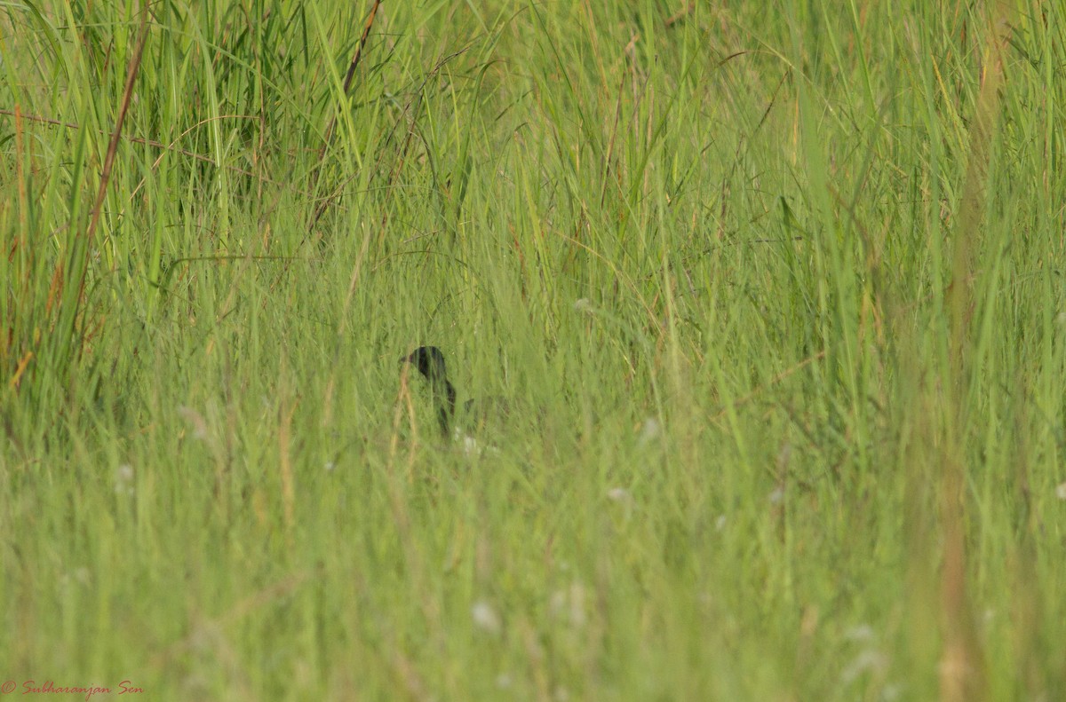 Bengal Florican - ML618882543