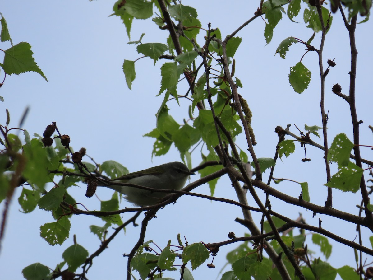 Tennessee Warbler - Carla Bregman