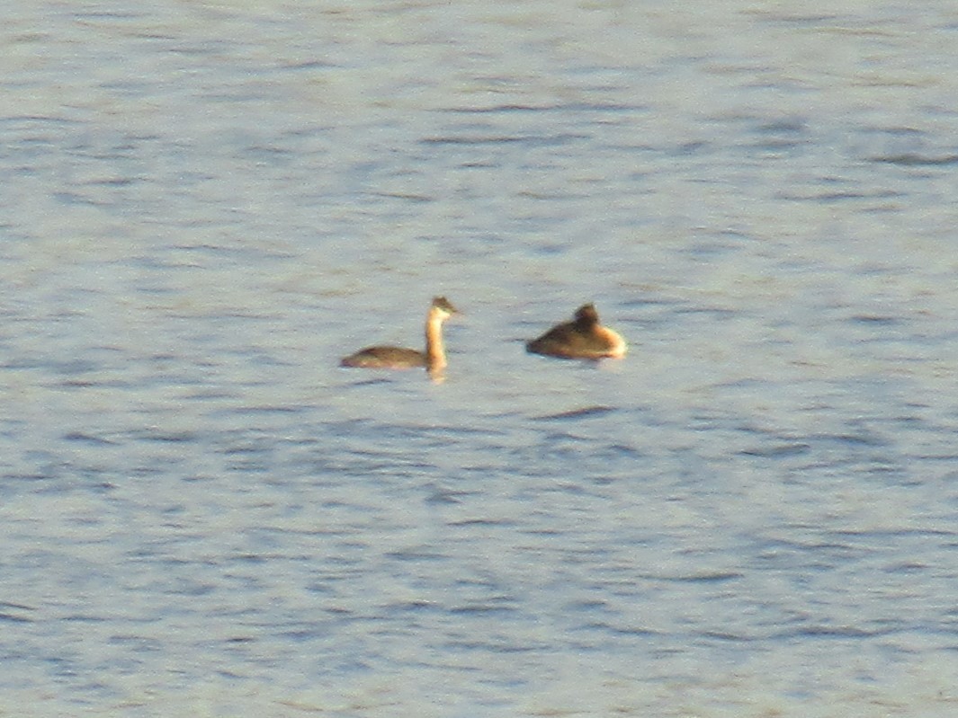 Great Crested Grebe - ML618882557