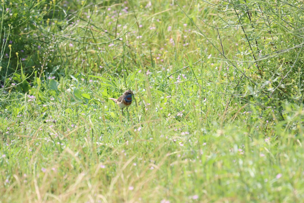 Bluethroat - Muhammadsoleh Oev