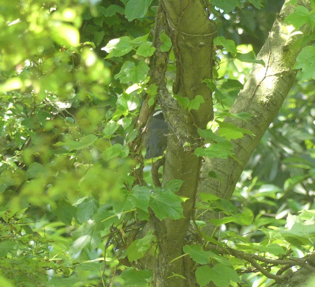 Siberian Thrush - Leslie Hurteau