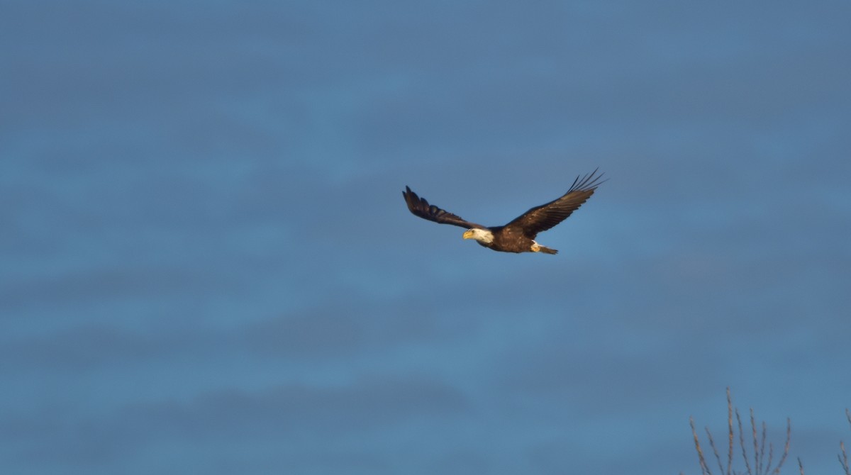 Bald Eagle - Éric Lambert