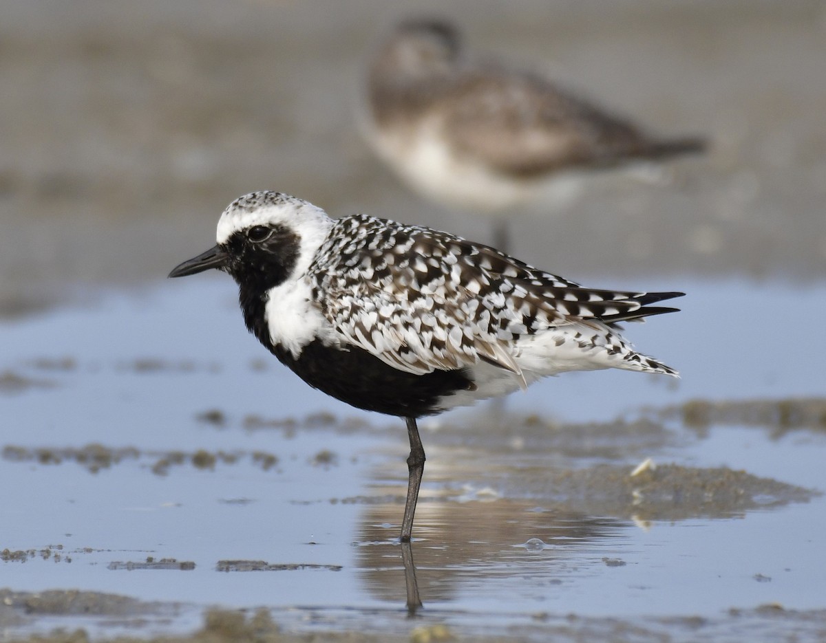 Black-bellied Plover - Harrison Calvin