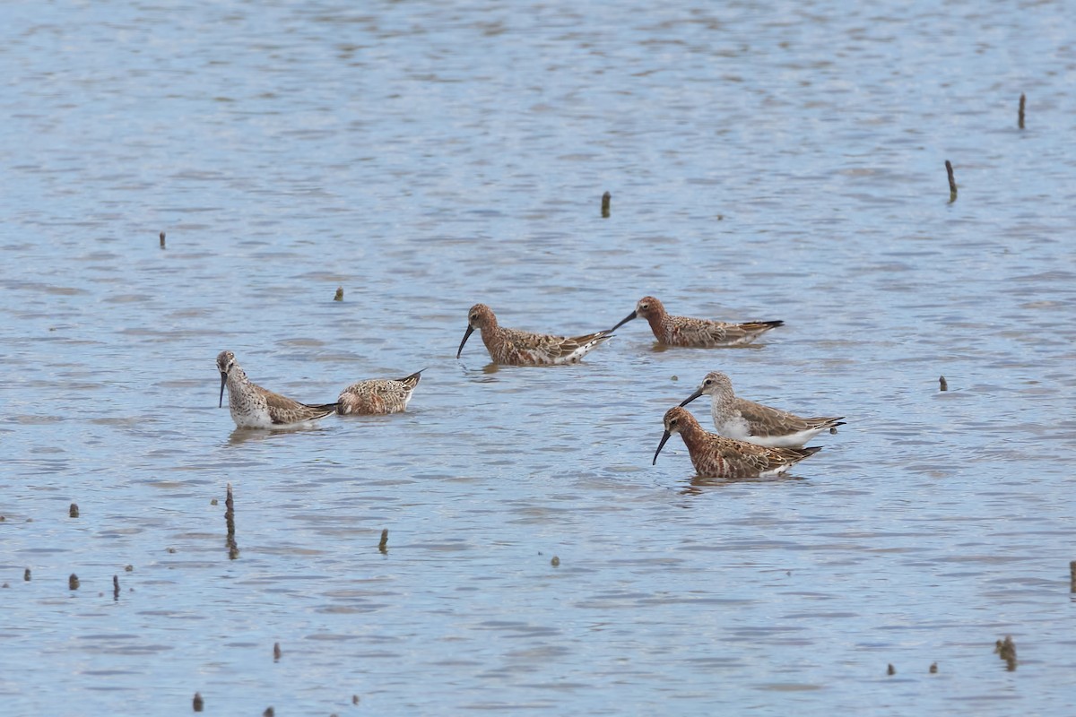 Curlew Sandpiper - Luis Manso