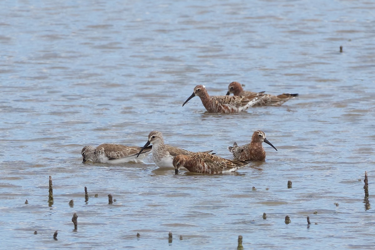 Curlew Sandpiper - Luis Manso