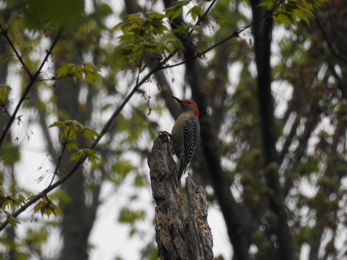 Red-bellied Woodpecker - Finn Etter