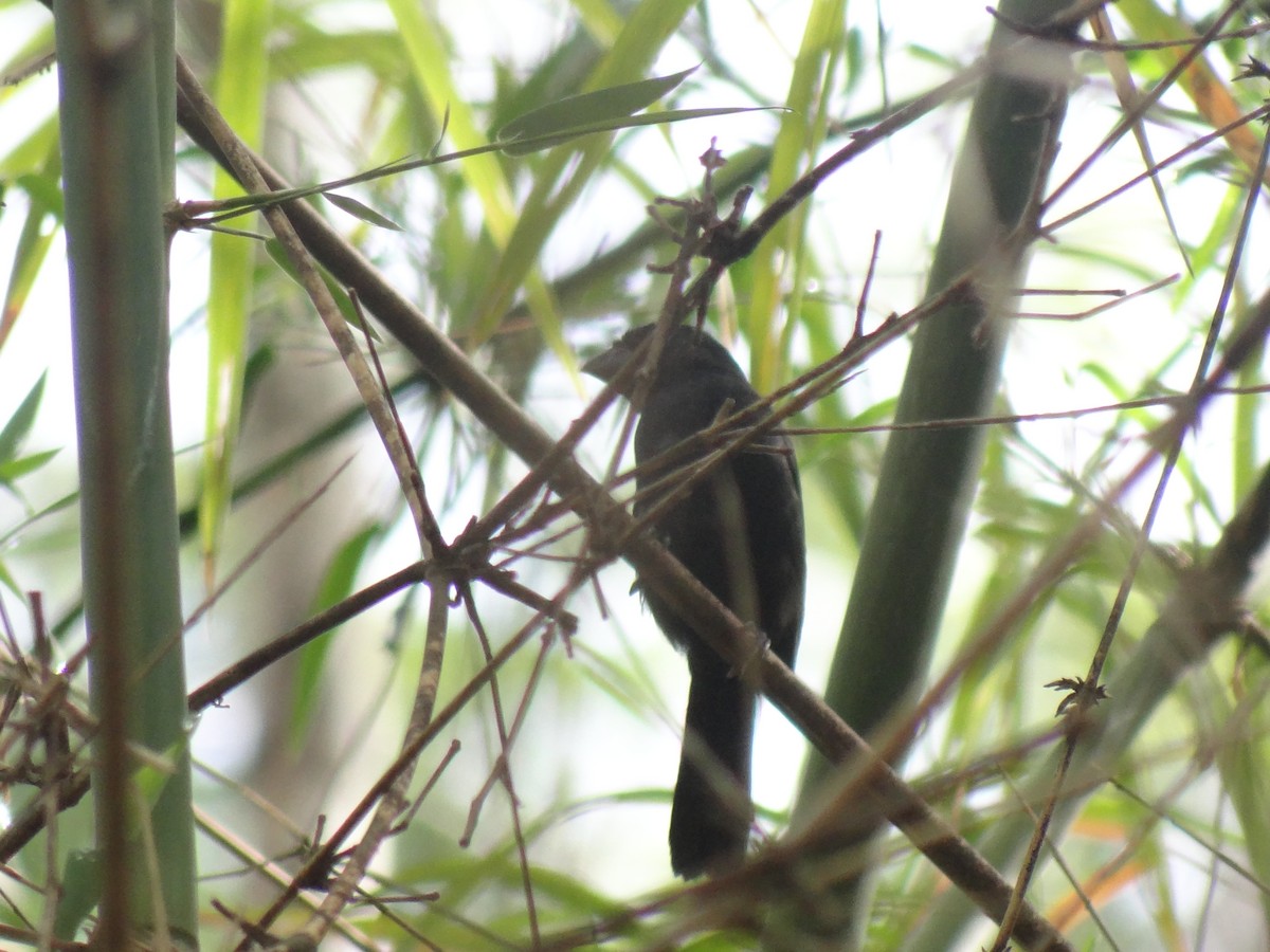 Carrizal Seedeater - ML618882610