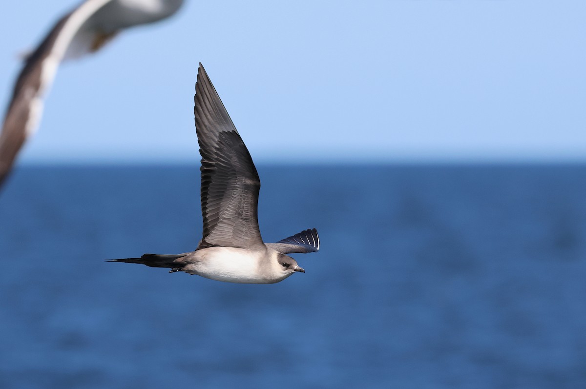 Parasitic Jaeger - Zbigniew Kajzer