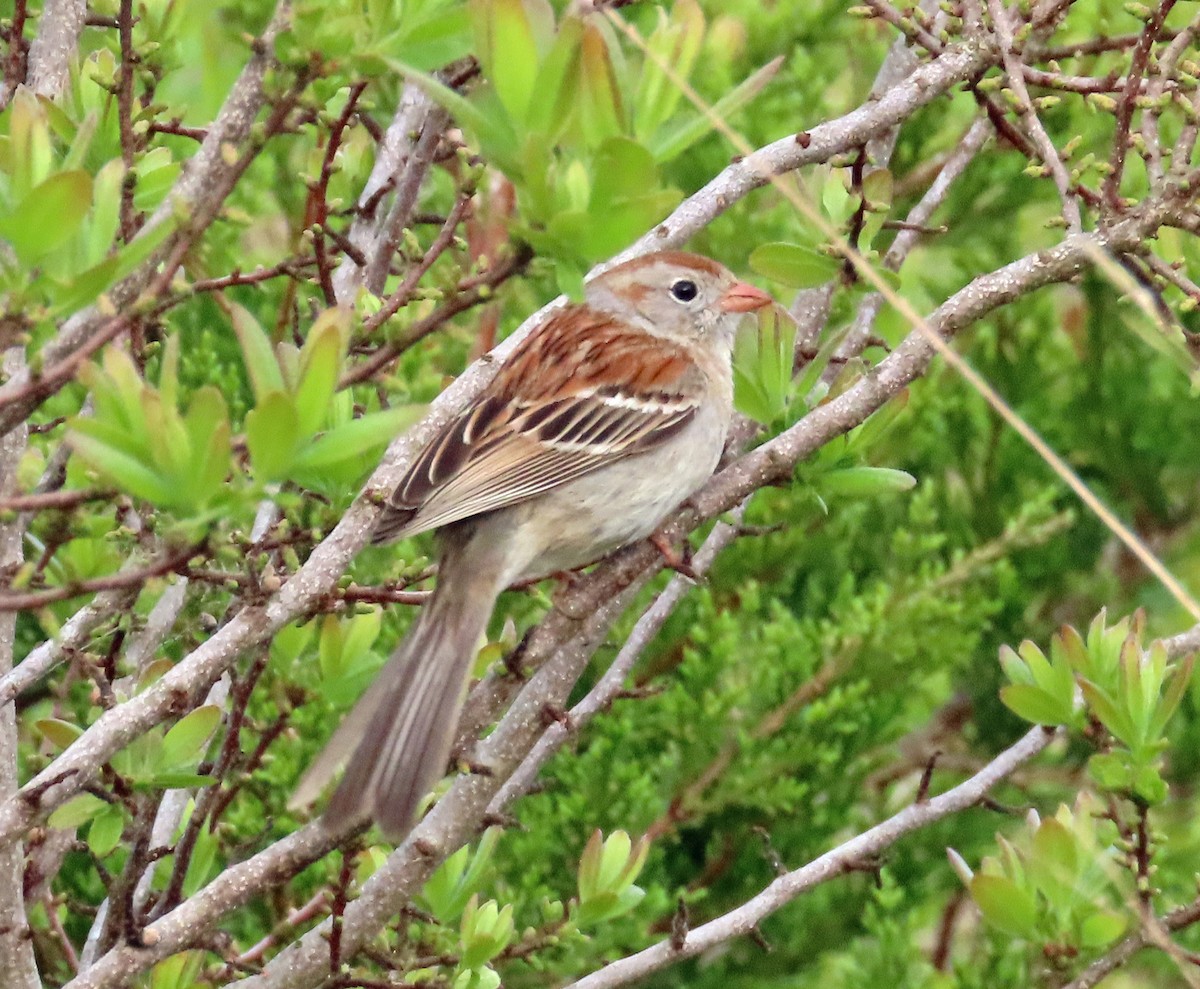 Field Sparrow - JoAnn Potter Riggle 🦤