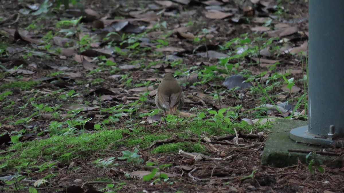 Rufous-tailed Robin - Mu-Ming Lin