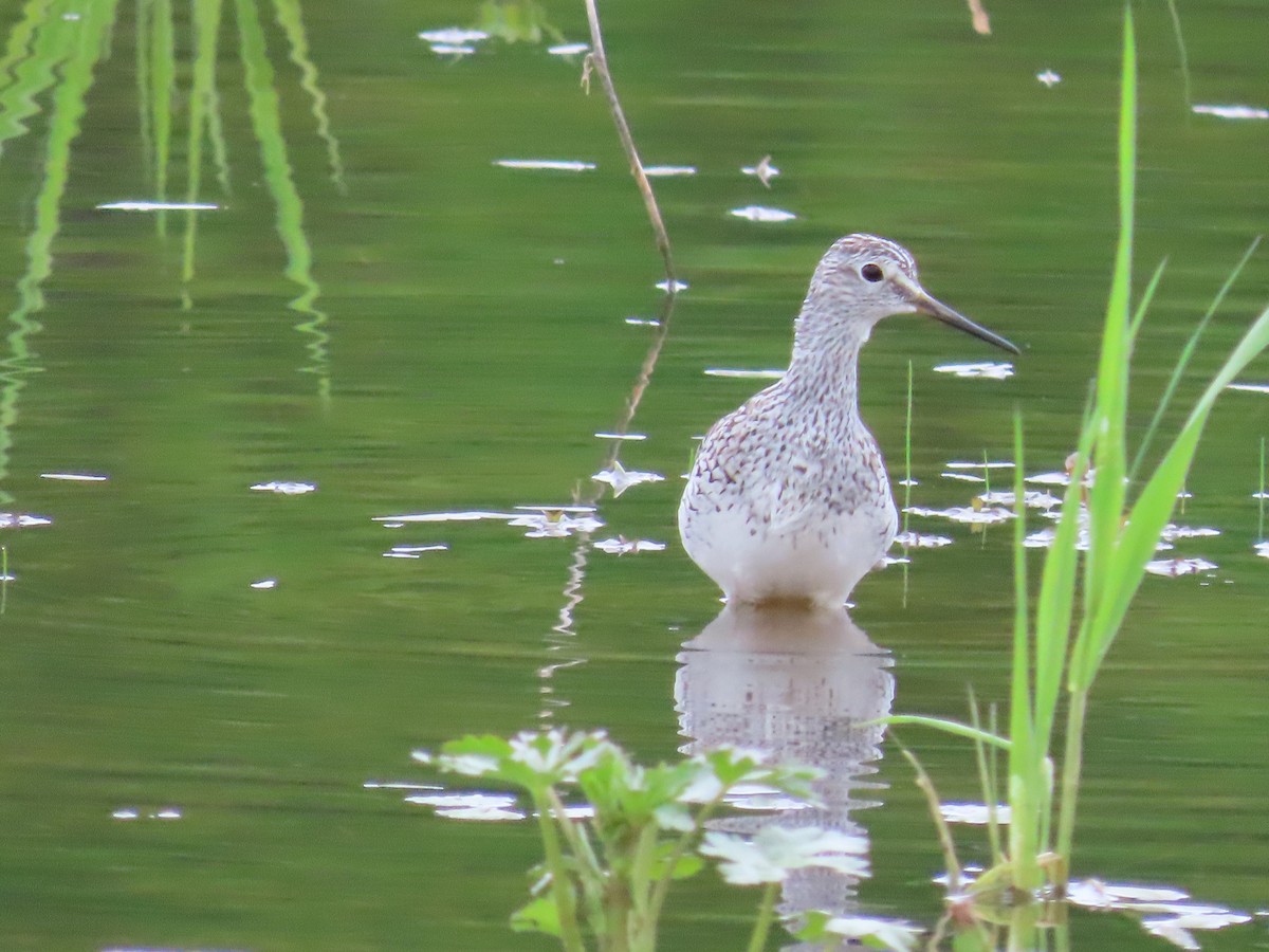 Lesser Yellowlegs - Carla Bregman