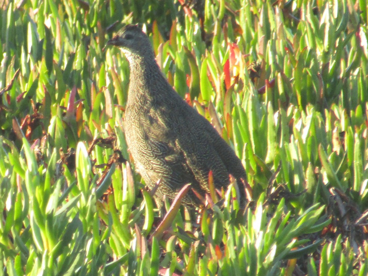 Cape Spurfowl - ML618882644