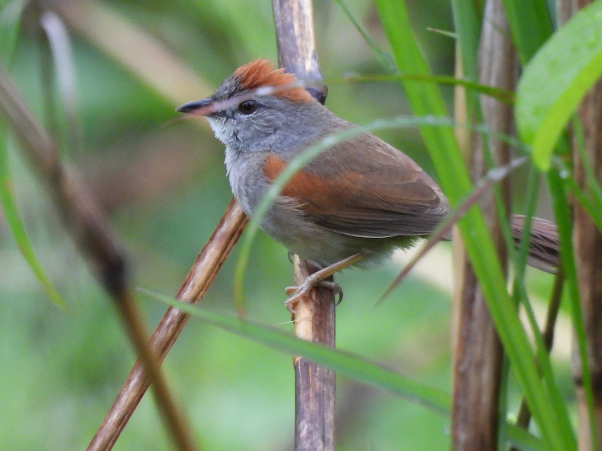 Pale-breasted Spinetail - María Henríquez